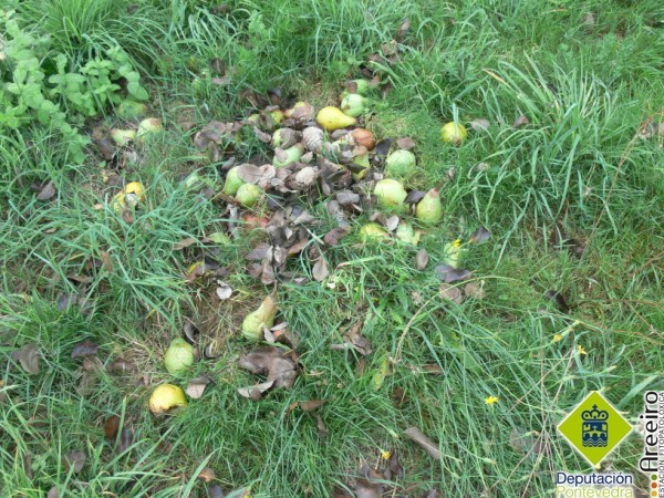 Peras en suelo con danos de monilia.jpg
